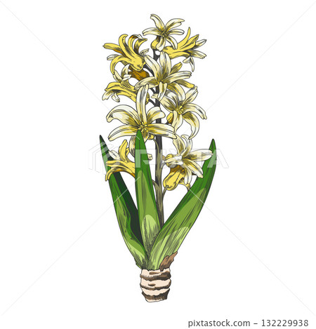 Hyacinth flower with leaves sketch, vector hand drawn spring blossom plant, yellow bouquet bloom floral botanical design 132229938