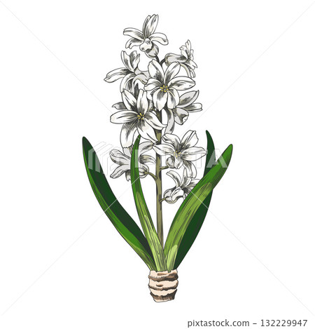 White hyacinth flowers on a stem with leaves and bulb, hand-drawn watercolor sketch. White hyacinth flowers on a stem with leaves and bulb, hand-drawn watercolor sketch. 132229947