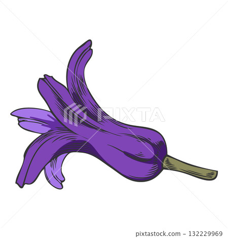 Hyacinth flower purple bud sketch, vector hand drawn spring blossom bell-shaped plant, blooming herb, botanical design 132229969