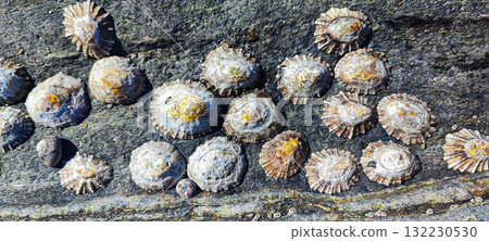 A close-up of limpets and barnacles on a rocky seashore, showcasing marine biodiversity. Concept of natural texture and ocean coastal life for a banner. Text used. 132230530