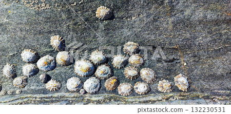 A close-up of limpets and barnacles on a rocky seashore, showcasing marine biodiversity. Concept of natural texture and ocean coastal life for a banner. Text used. A close-up of limpets and barnacles on a rocky seashore, showcasing marine biodiversity. Concept of natural texture and ocean coastal life for a banner. Text used. 132230531