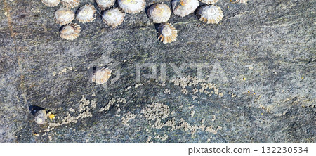 A close-up of limpets and barnacles on a rocky seashore, showcasing marine biodiversity. Concept of natural texture and ocean coastal life for a banner. Text used. 132230534