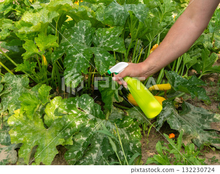 Hand using spray on zucchini yellow flower plant infected by many black aphids. Using no pesticide, made with water, green soap and vinegar. 132230724