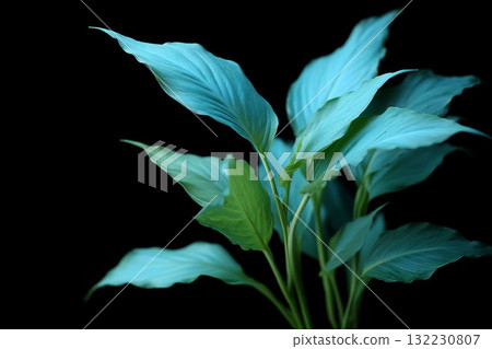 Tropical leaves green black background. Vibrant blue green leaves stand out against dark backdrop, perfect for nature or decor themes. 132230807