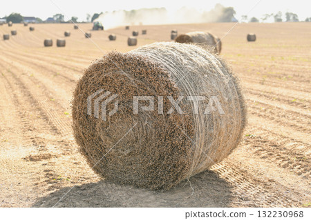 A bale of dry flax on the field A bale of dry flax on the field 132230968