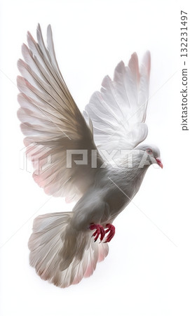 Beautiful White Dove Spreading Its Wings Against a Plain Background 132231497