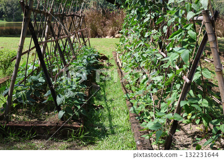 Organic long beans climbing vegetable home growth in the garden Organic long beans climbing vegetable home growth in the garden 132231644