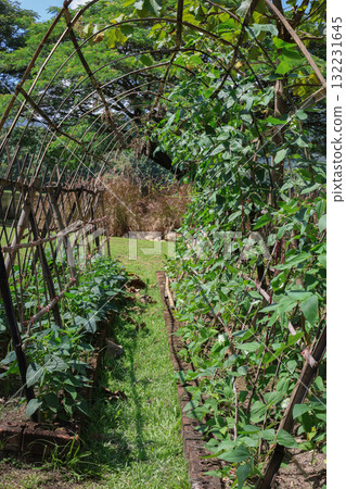 Organic long beans climbing vegetable home growth in the garden Organic long beans climbing vegetable home growth in the garden 132231645