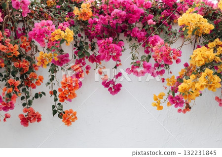 Bright Bougainvillea Flowers in Vibrant Colors Against a Simple White Background Bright Bougainvillea Flowers in Vibrant Colors Against a Simple White Background 132231845