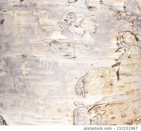 The birch bark texture or background. Macro shot is made by means of stacking technology trunk. Texture made of birch tree bark. Beautiful birch trunk background. Conceptual image. Peaceful nature. 132231967