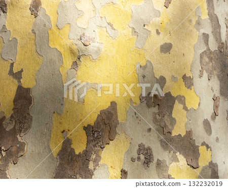 Platan, Platane, Platanus sycamore, plane tree trunk symbol. Texture made of Platan, Platane, sycamore, plane tree bark. Beautiful Platan tree trunk background. Conceptual image. Peaceful nature. 132232019