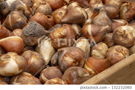 Tulip bulbs corms in wooden box on flower's market in Amsterdam. Tulip Bulbs for Sale Amsterdam Market. Full coverage image of tulip bulbs. Concept image. Tulip bulbs corms in wooden box on flower's market in Amsterdam. Tulip Bulbs for Sale Amsterdam Market. Full coverage image of tulip bulbs. Concept image. 132232060
