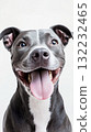 Happy Dog With Blue and Brown Eyes Shows Joy Against a Plain Background 132232465