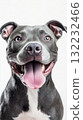 Happy Dog With Blue and Brown Eyes Shows Joy Against a Plain Background 132232466