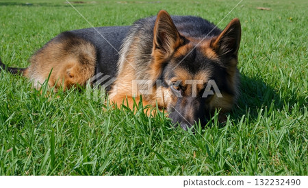 A black and brown dog is laying on the grass 132232490