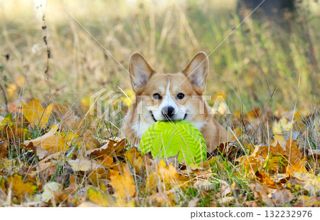 Corgis on an autumn walk Corgis on an autumn walk 132232976