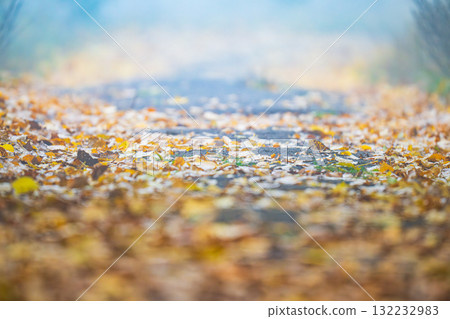 autumn landscape on foggy morning 132232983