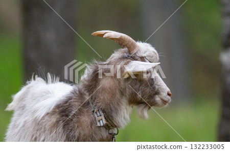 a goat grazing in a meadow a goat grazing in a meadow 132233005