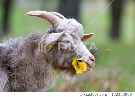 a goat grazing in a meadow 132233009