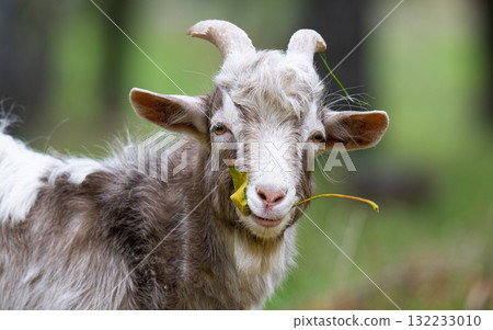a goat grazing in a meadow 132233010