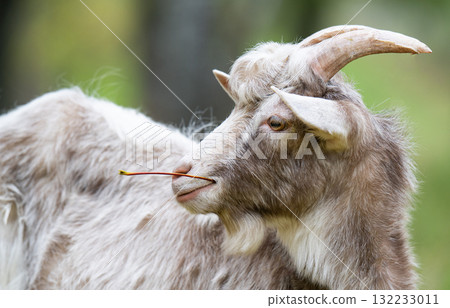 a goat grazing in a meadow 132233011