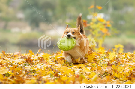 Corgis on an autumn walk 132233021