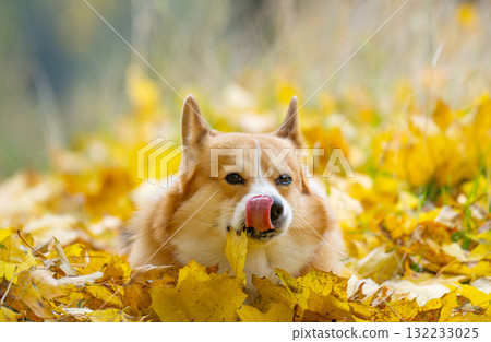 Corgis on an autumn walk 132233025