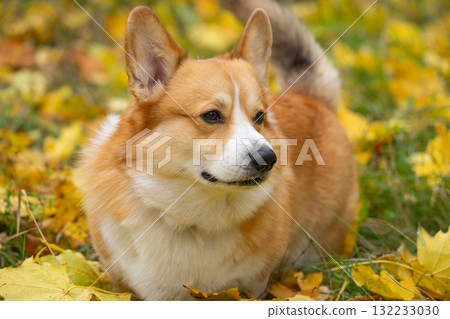 Corgis on an autumn walk 132233030