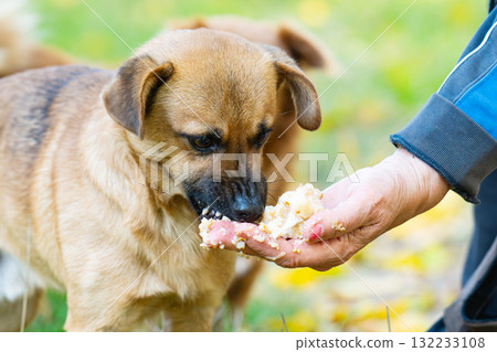 dog takes food from a human hand 132233108