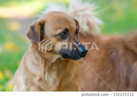 portrait of a mongrel dog portrait of a mongrel dog 132233112