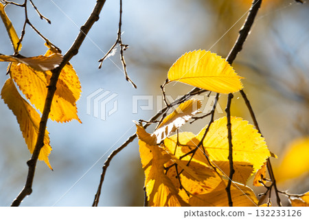 autumn landscape of yellow leaves autumn landscape of yellow leaves 132233126