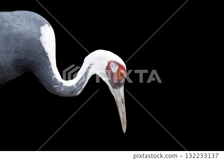 A close-up photo of a heron A close-up photo of a heron 132233137