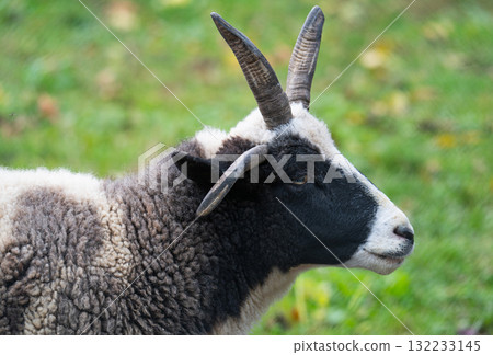 photo of a ram 132233145