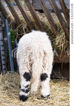 photo of a ram 132233146