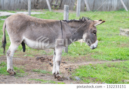 A close-up photo of a donkey A close-up photo of a donkey 132233151