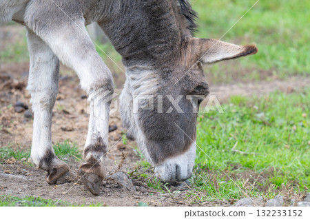 A close-up photo of a donkey 132233152