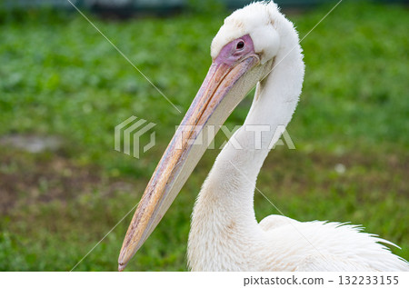 A close-up photo of a pelican A close-up photo of a pelican 132233155