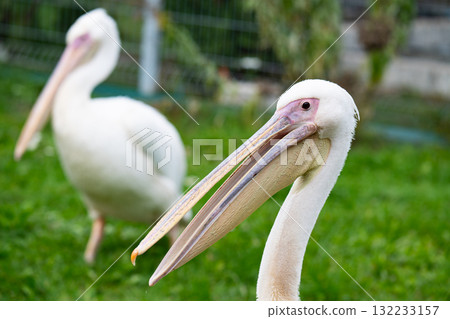 A close-up photo of a pelican 132233157