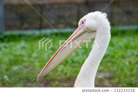 A close-up photo of a pelican 132233158