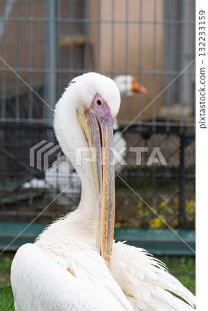 A close-up photo of a pelican A close-up photo of a pelican 132233159