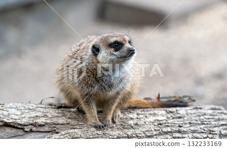 photo of meerkats in a park photo of meerkats in a park 132233169