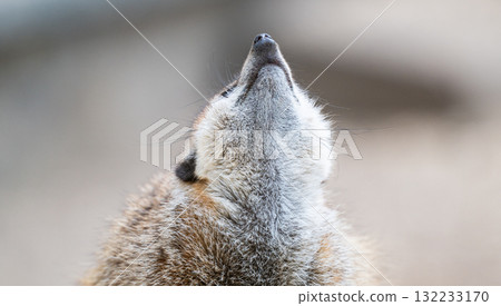 photo of meerkats in a park 132233170