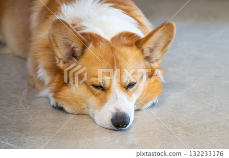 photo of a Pembroke Welsh Corgi photo of a Pembroke Welsh Corgi 132233176