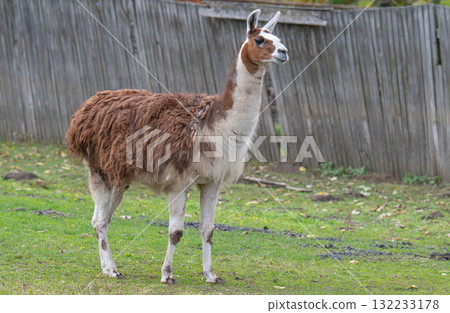 photo of a llama at the zoo 132233178