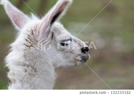 photo of a llama at the zoo 132233182