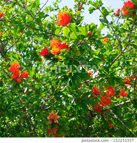 Vibrant Pomegranate Tree Branches with Bright Red-Orange Flowers in Sunlight. 132233357