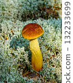 Aureoboletus projectellus mushroom with golden stem growing in mossy forest ground cover 132233699