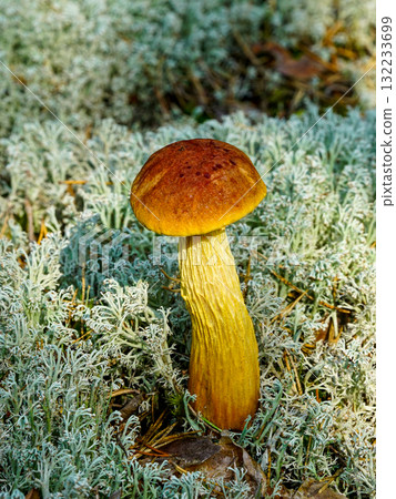 Aureoboletus projectellus mushroom with golden stem growing in mossy forest ground cover Aureoboletus projectellus mushroom with golden stem growing in mossy forest ground cover 132233699