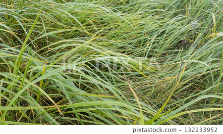 Tall grass on a lawn. Autumn green meadow grass. Close-up of fresh grass against a natural background. Tall grass on a lawn. Autumn green meadow grass. Close-up of fresh grass against a natural background. 132233952