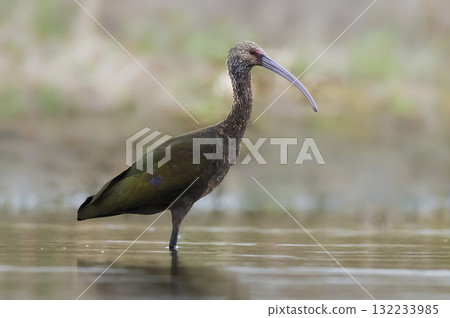 White faced ibis , La Pampa, Patagonia, Argentina 132233985